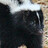 EdwardSkunk