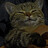 Selfcat
